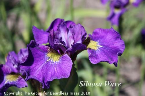 Sibtosa Wave 2